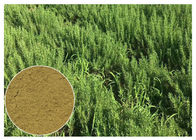 CAS 77 52 1 Rosemary Leaf Powder, Ursolic Zure Rosemary Leaf Extract