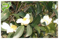 Natuurlijke Cosmetisch ingrediëntcamelia Oleifera Abel Seed Extract Tea Saponins voor Emulgator