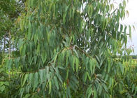 Natuurlijke de installatieoliën van eucalyptusglobulus 8000 48 4 Kleurloos aan lichtgele vloeistof